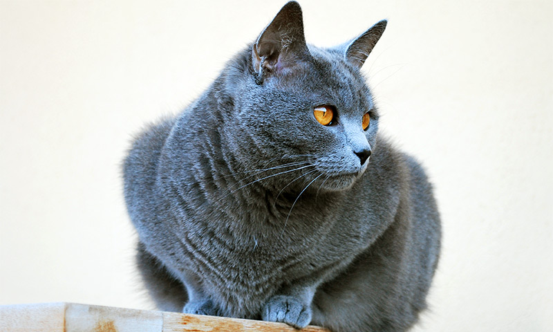 Chartreux Cleo