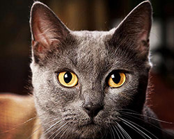 Chartreux Bildergalerie