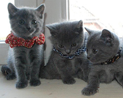 Chartreux Kitten / Jungtiere