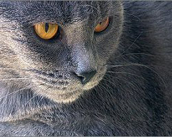 Geschichte der Chartreux