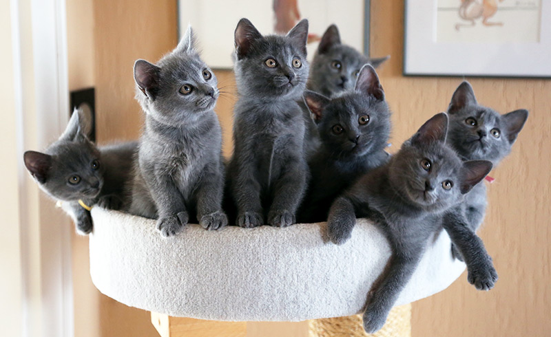 Katzen Kinderstube