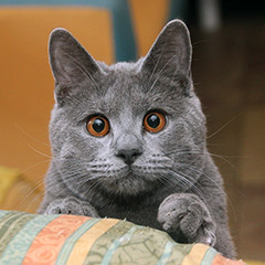 Kater Arthur