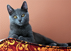 Angelina eine Chartreux