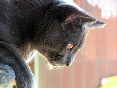 Junger Chartreux Kater