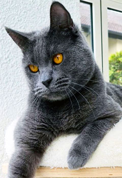 Chartreux Kater Eragon