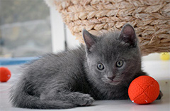 Chartreux Kätzchen