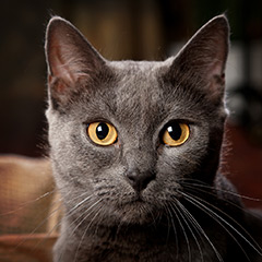 Portrait einer Kartäuser Katze