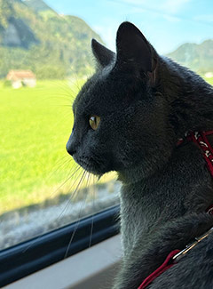 Kater Leonardo auf Reisen