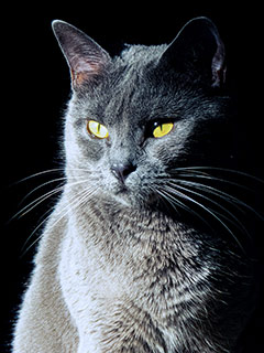 Nobilissima