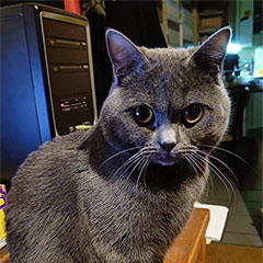 Merlin aus Frankfurt