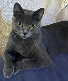Chartreux Katze Barani