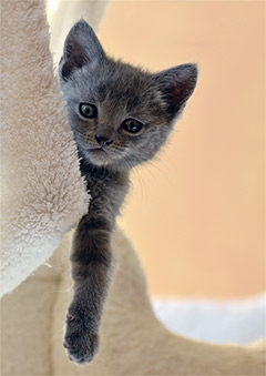 Kartäuser Kitten